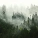 Une forêt dense, recouverte par un épais brouillard, ambiance mystique et cryptides